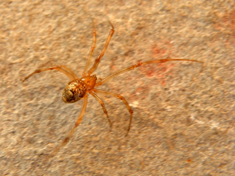 Parasteatoda sp.